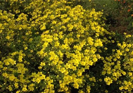 Potentilla aurea - Gold-Fingerkraut