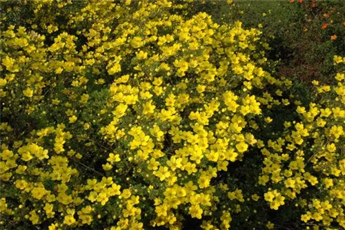 Gold-Fingerkraut - Potentilla aurea