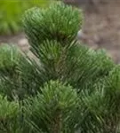 Bosnische Kiefer 'Malinki' - Pinus heldreichii 'Malinki'