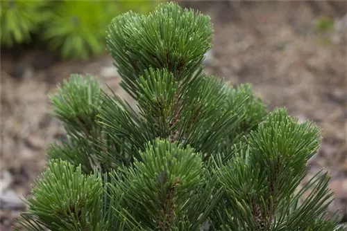 Bosnische Kiefer 'Malinki' - Pinus heldreichii 'Malinki'