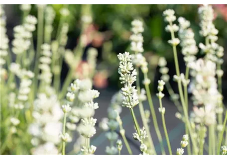 Lavandula x intermedia 'Edelweiß' - Bastard-Garten-Lavendel