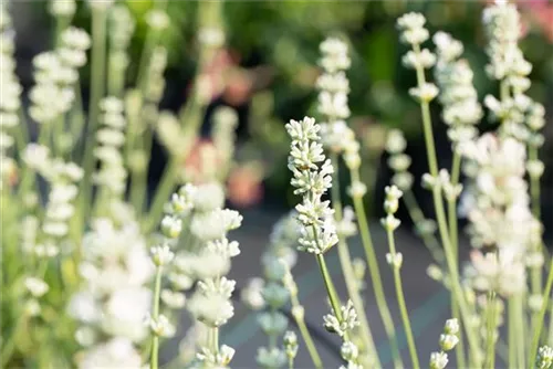 Bastard-Garten-Lavendel - Lavandula x intermedia 'Edelweiß'