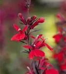 Glänzende Garten-Lobelie - Lobelia splendens 'Queen Victoria'