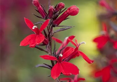 Lobelia splendens 'Queen Victoria' - Glänzende Garten-Lobelie