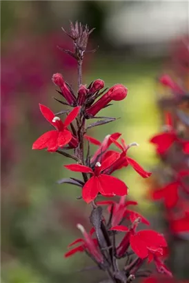 Glänzende Garten-Lobelie - Lobelia splendens 'Queen Victoria'