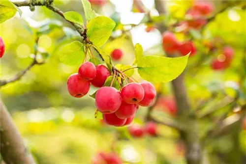 Zierapfel 'Evereste' -R- - Malus 'Evereste' -R- CAC