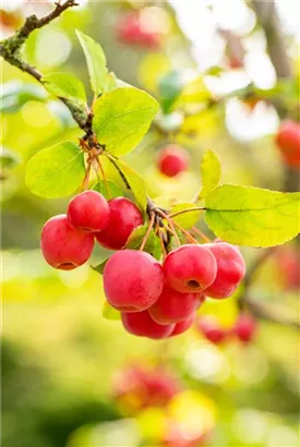 Zierapfel 'Evereste' -R- - Malus 'Evereste' -R- CAC