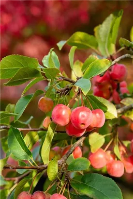 Zierapfel 'Evereste' -R- - Malus 'Evereste' -R- CAC