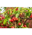 Zierapfel 'Evereste' -R- - Malus 'Evereste' -R- CAC