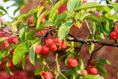 Zierapfel 'Evereste' -R- - Malus 'Evereste' -R- CAC