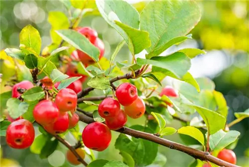 Zierapfel 'Evereste' -R- - Malus 'Evereste' -R- CAC