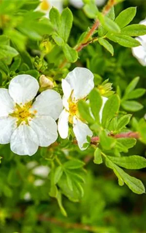 Potentilla fruticosa 'Manchu'