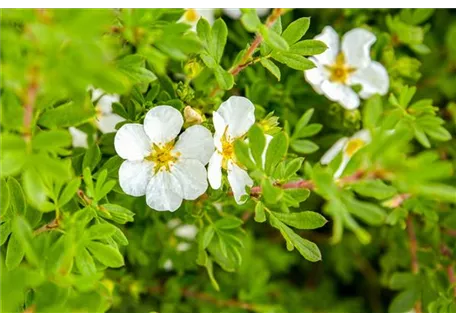 Potentilla fruticosa 'Manchu' - Fingerstrauch 'Manchu'