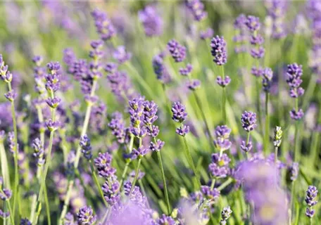 Lavandula x intermedia 'Grosso' - Bastard-Garten-Lavendel