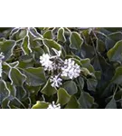 Kaukasischer Strauch-Efeu - Hedera colchica 'Arborescens'