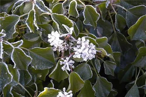 Kaukasischer Strauch-Efeu - Hedera colchica 'Arborescens'