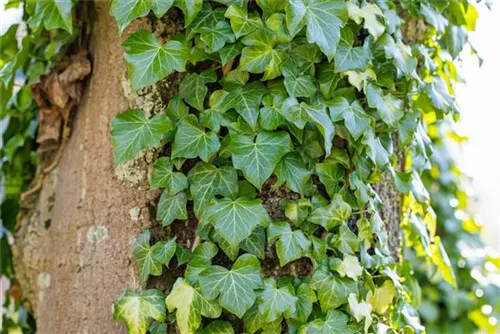 Gemeiner Efeu - Hedera helix - Bodendecker