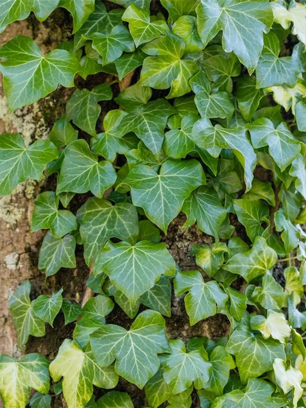 Gemeiner Efeu - Hedera helix - Bodendecker