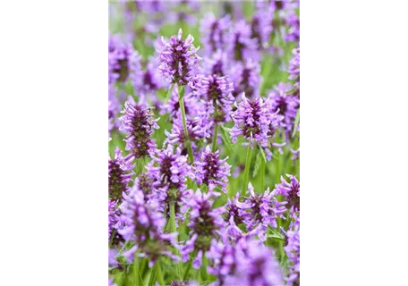 Nepeta nervosa 'Blue Moon' - Geaderte Garten-Katzenminze