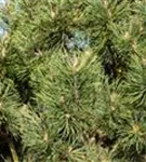 Berg-Kiefer 'Columnaris' - Pinus mugo 'Columnaris' 'Columbo'