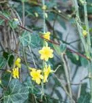 Echter Winter-Jasmin - Jasminum nudiflorum