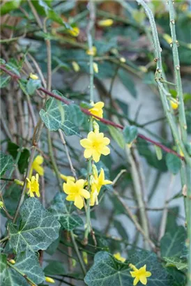 Echter Winter-Jasmin - Jasminum nudiflorum