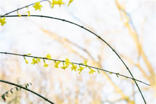 Echter Winter-Jasmin - Jasminum nudiflorum