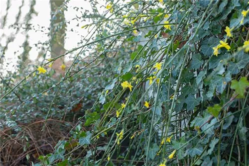 Echter Winter-Jasmin - Jasminum nudiflorum