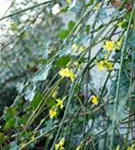 Echter Winter-Jasmin - Jasminum nudiflorum