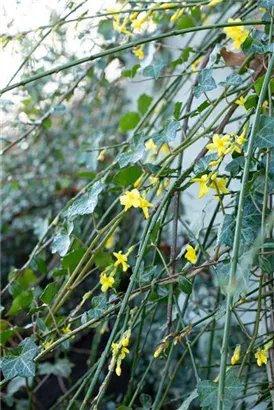 Echter Winter-Jasmin - Jasminum nudiflorum