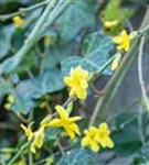 Echter Winter-Jasmin - Jasminum nudiflorum