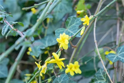 Echter Winter-Jasmin - Jasminum nudiflorum