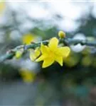 Echter Winter-Jasmin - Jasminum nudiflorum