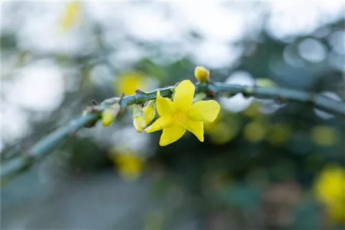 Echter Winter-Jasmin - Jasminum nudiflorum