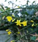 Echter Winter-Jasmin - Jasminum nudiflorum