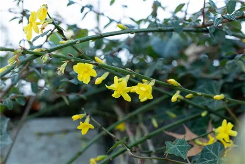 Echter Winter-Jasmin - Jasminum nudiflorum