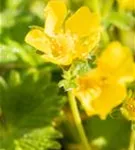 Großblütiges Fingerkraut - Potentilla megalantha