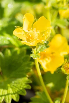 Großblütiges Fingerkraut - Potentilla megalantha