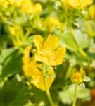 Großblütiges Fingerkraut - Potentilla megalantha