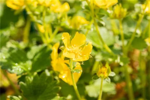 Großblütiges Fingerkraut - Potentilla megalantha