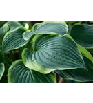 Blaue Gelbrand-Garten-Funkie - Hosta sieboldiana 'Frances Williams'