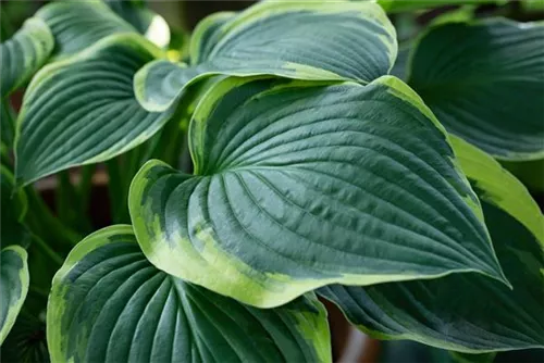 Blaue Gelbrand-Garten-Funkie - Hosta sieboldiana 'Frances Williams'