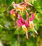 Geißschlinge 'Goldflame' - Lonicera heckrottii 'Goldflame'