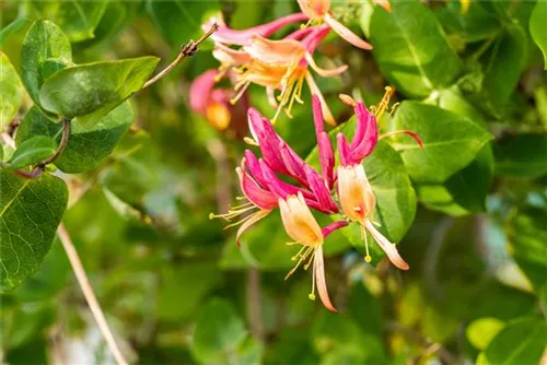 Geißschlinge 'Goldflame' - Lonicera heckrottii 'Goldflame'