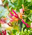 Geißschlinge 'Goldflame' - Lonicera heckrottii 'Goldflame'