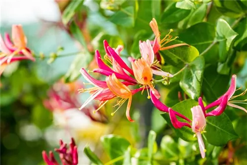 Geißschlinge 'Goldflame' - Lonicera heckrottii 'Goldflame'