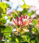 Geißschlinge 'Goldflame' - Lonicera heckrottii 'Goldflame'