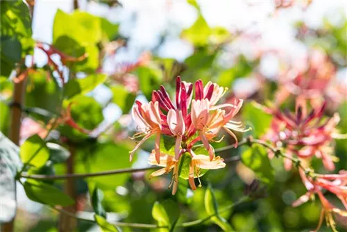 Geißschlinge 'Goldflame' - Lonicera heckrottii 'Goldflame'