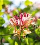 Geißschlinge 'Goldflame' - Lonicera heckrottii 'Goldflame'