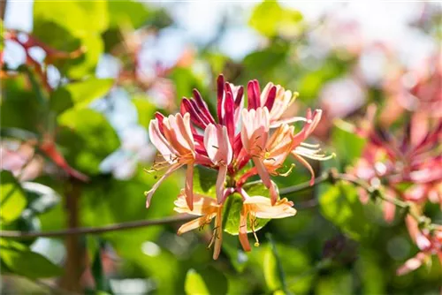 Geißschlinge 'Goldflame' - Lonicera heckrottii 'Goldflame'